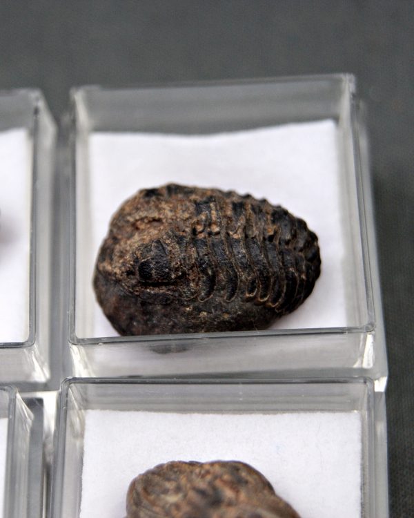 Trilobite Phacops (und)