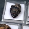 Trilobite Phacops (und)