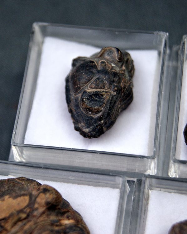 Trilobite Phacops (und)