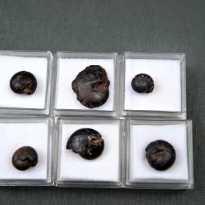 Goniatite (UND)