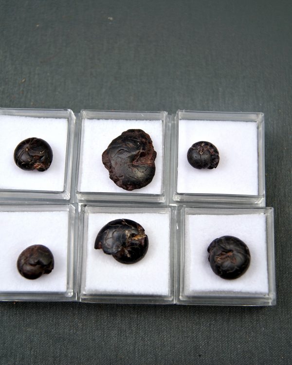 Goniatite (UND)
