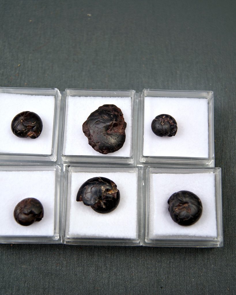Goniatite (UND)