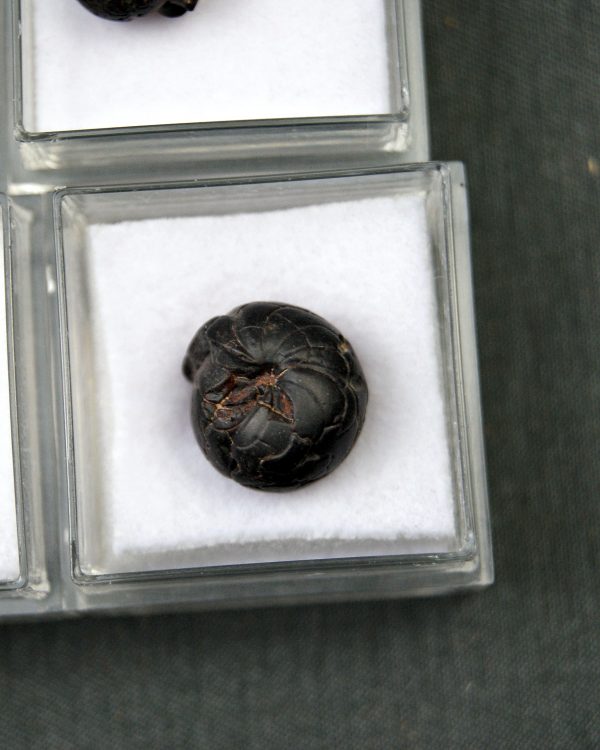 Goniatite (UND)