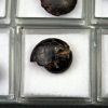 Goniatite (UND)