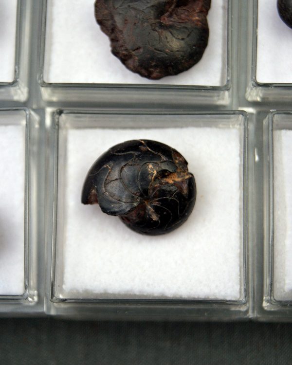 Goniatite (UND)