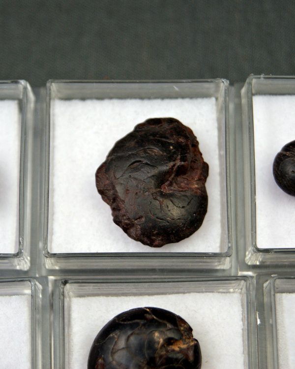 Goniatite (UND)