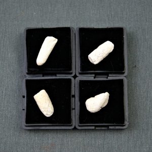 Coprolito de pez fósil (und)