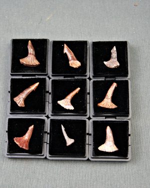Rostral de Onchopristis numidus (und)