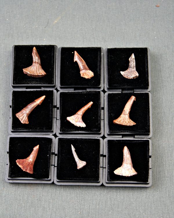 Rostral de Onchopristis numidus (und)