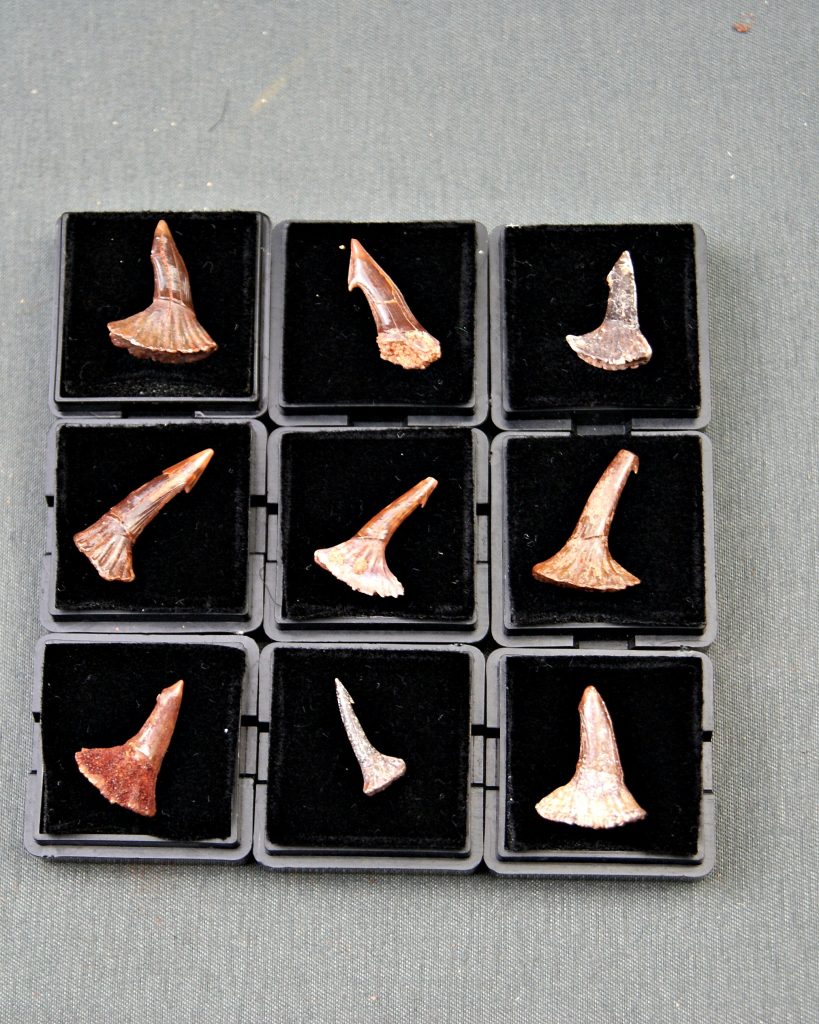 Rostral de Onchopristis numidus (und)