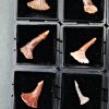 Rostral de Onchopristis numidus (und)