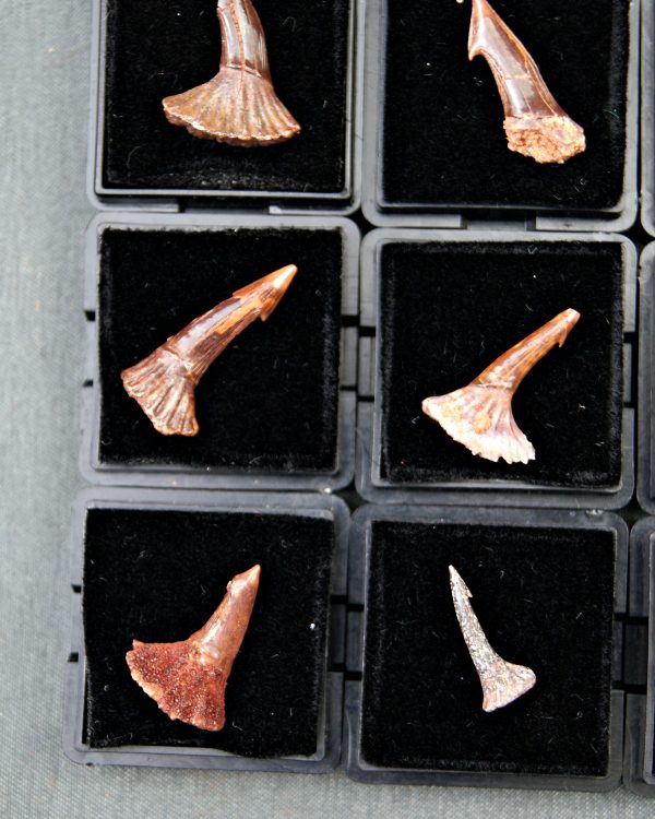 Rostral de Onchopristis numidus (und)