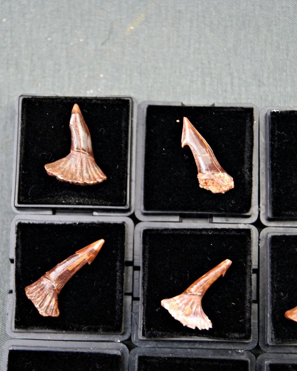 Rostral de Onchopristis numidus (und)