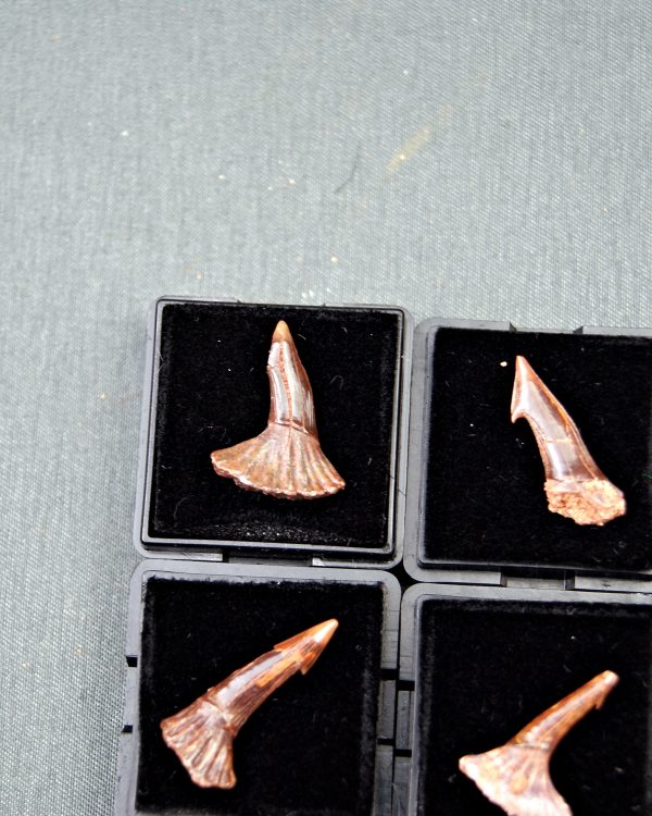 Rostral de Onchopristis numidus (und)
