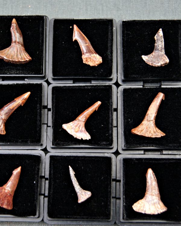 Rostral de Onchopristis numidus (und)