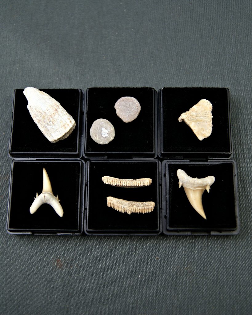 Colección de peces y tiburones