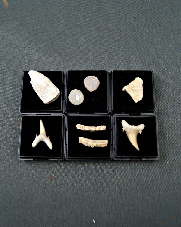 Colección de peces y tiburones
