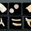 Colección de peces y tiburones