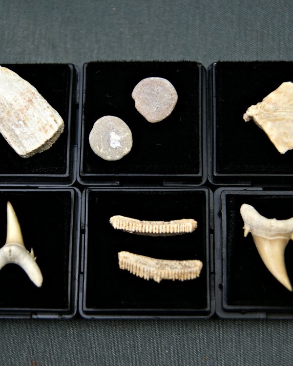 Colección de peces y tiburones