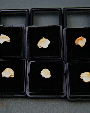 Raro de Ginglymostoma (UND)