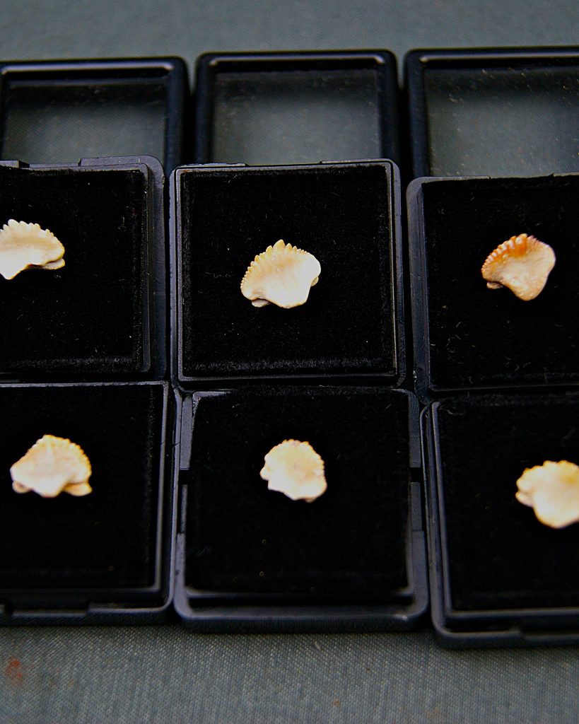 Raro de Ginglymostoma (UND)