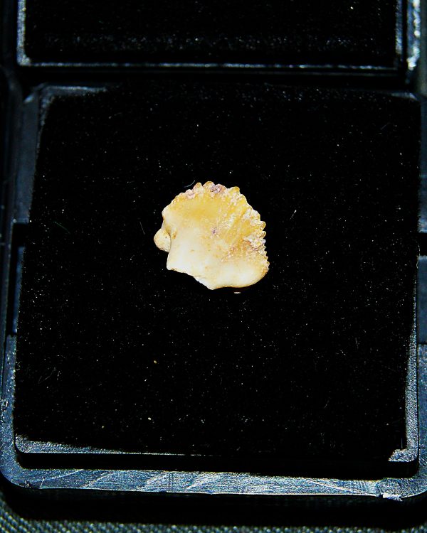 Raro de Ginglymostoma (UND)