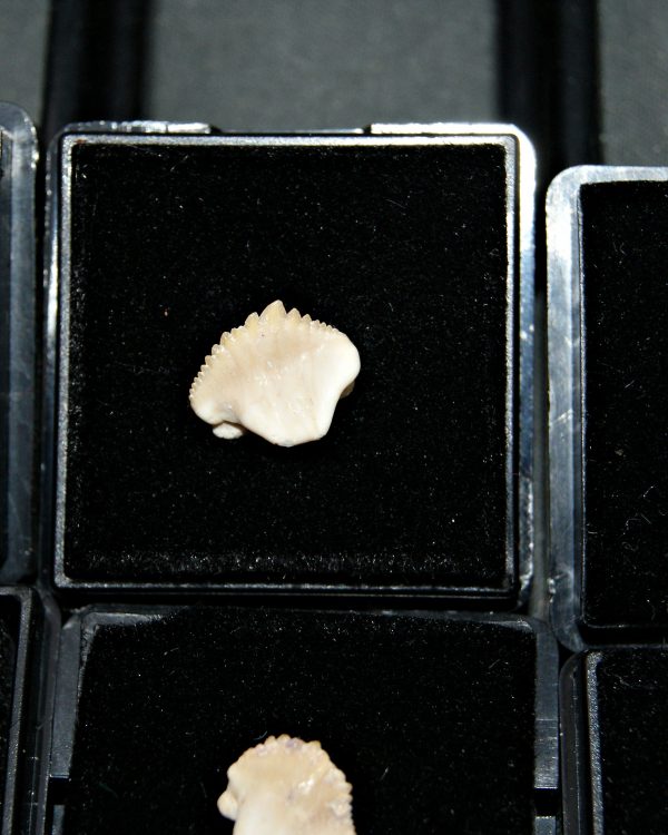 Raro de Ginglymostoma (UND)