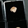 Raro de Ginglymostoma (UND)