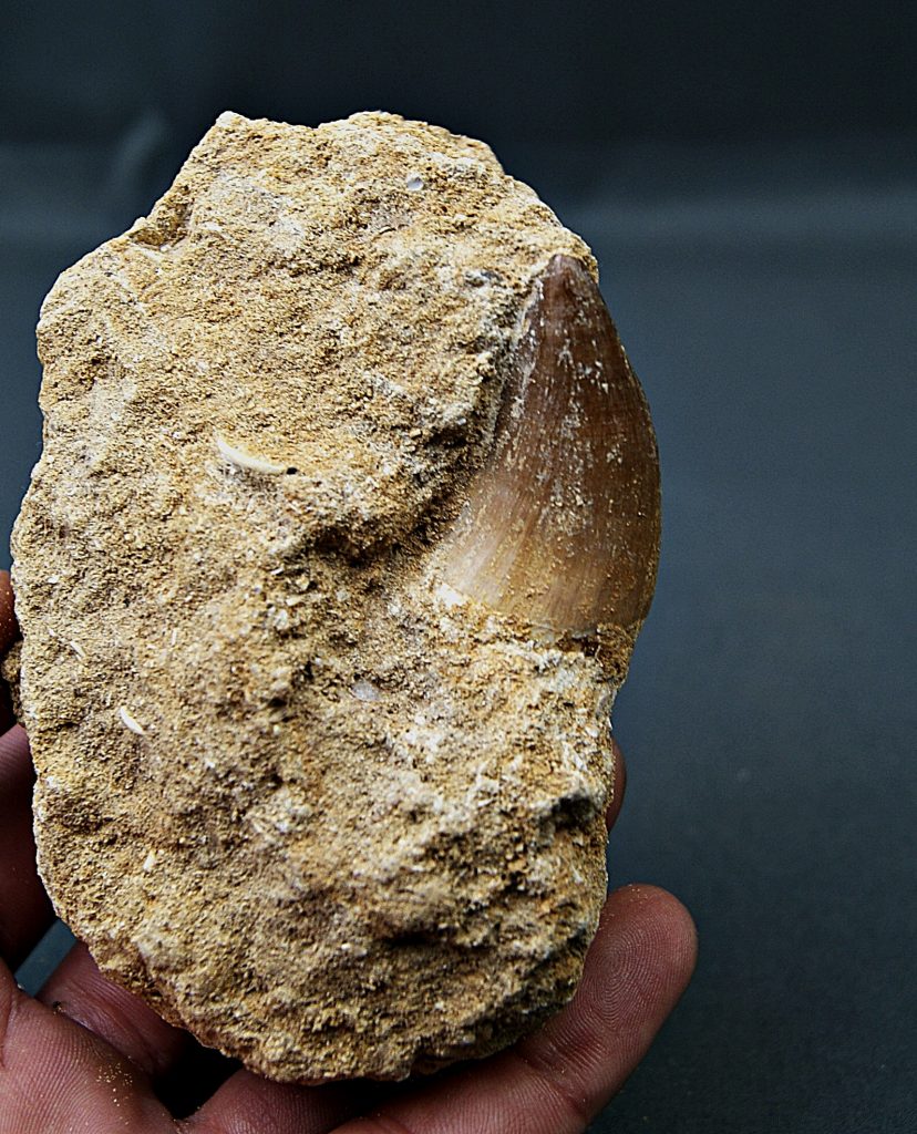 Mosasaurus anceps en matriz