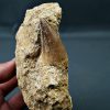 Mosasaurus anceps en matriz