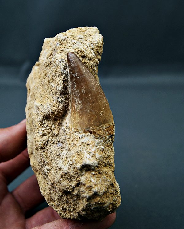 Mosasaurus anceps en matriz