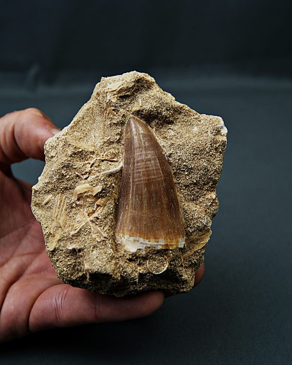 Mosasaurus hoffmannii