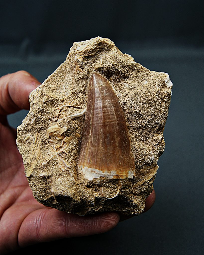 Mosasaurus hoffmannii