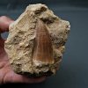 Mosasaurus hoffmannii