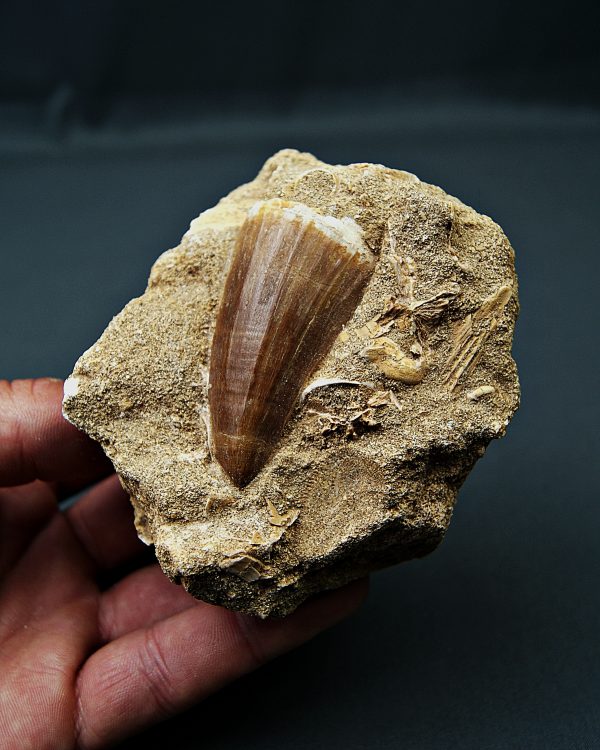 Mosasaurus hoffmannii
