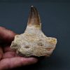 Mandíbula parcial de Mosasaurus