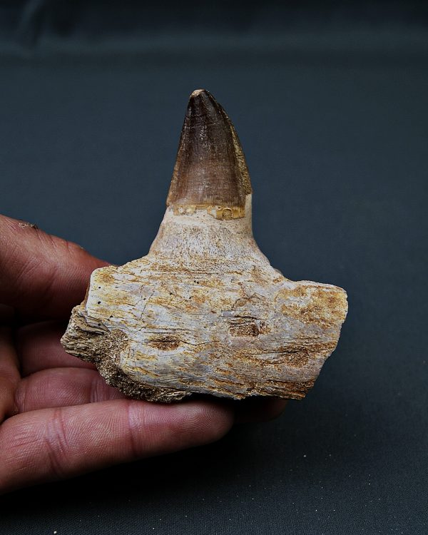 Mandíbula parcial de Mosasaurus