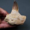 Mandíbula parcial de Mosasaurus