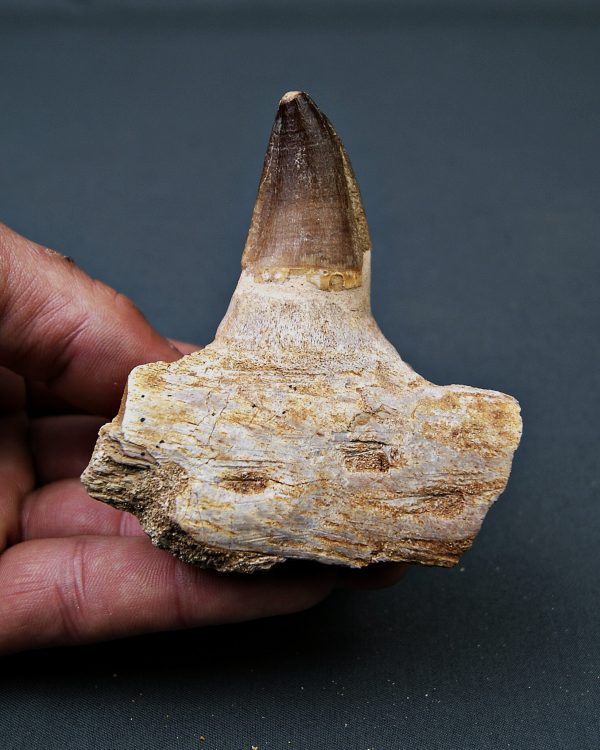 Mandíbula parcial de Mosasaurus