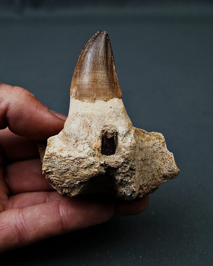 Mandíbula parcial de Mosasaurus