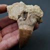 Mandíbula parcial de Mosasaurus