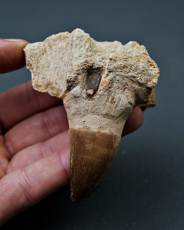 Mandíbula parcial de Mosasaurus