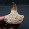 Mandíbula parcial de Mosasaurus