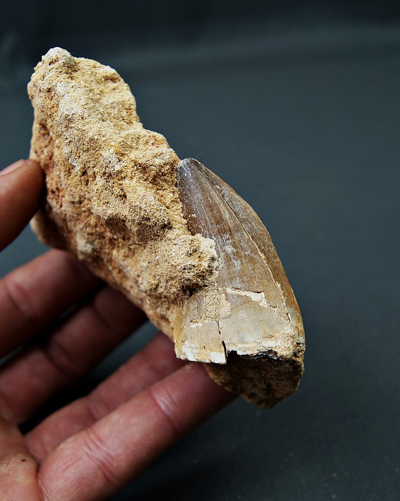 Mosasaurus thalassotitan atrox