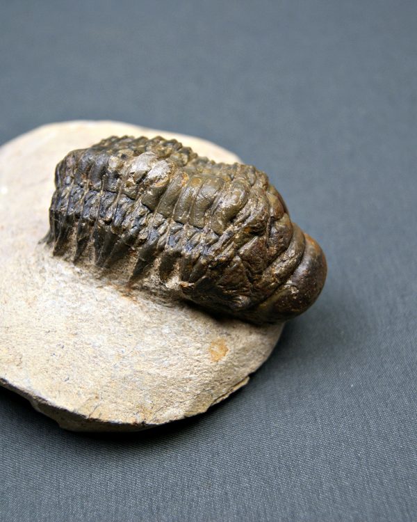 SONY DSC Crotalocephalus gibbus