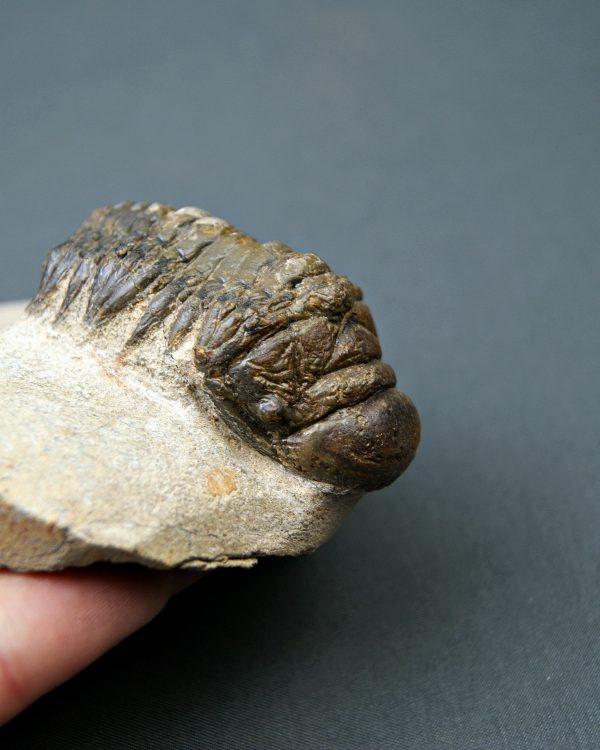 SONY DSC Crotalocephalus gibbus