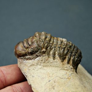 Crotalocephalus gibbus