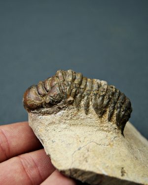 SONY DSC Crotalocephalus gibbus