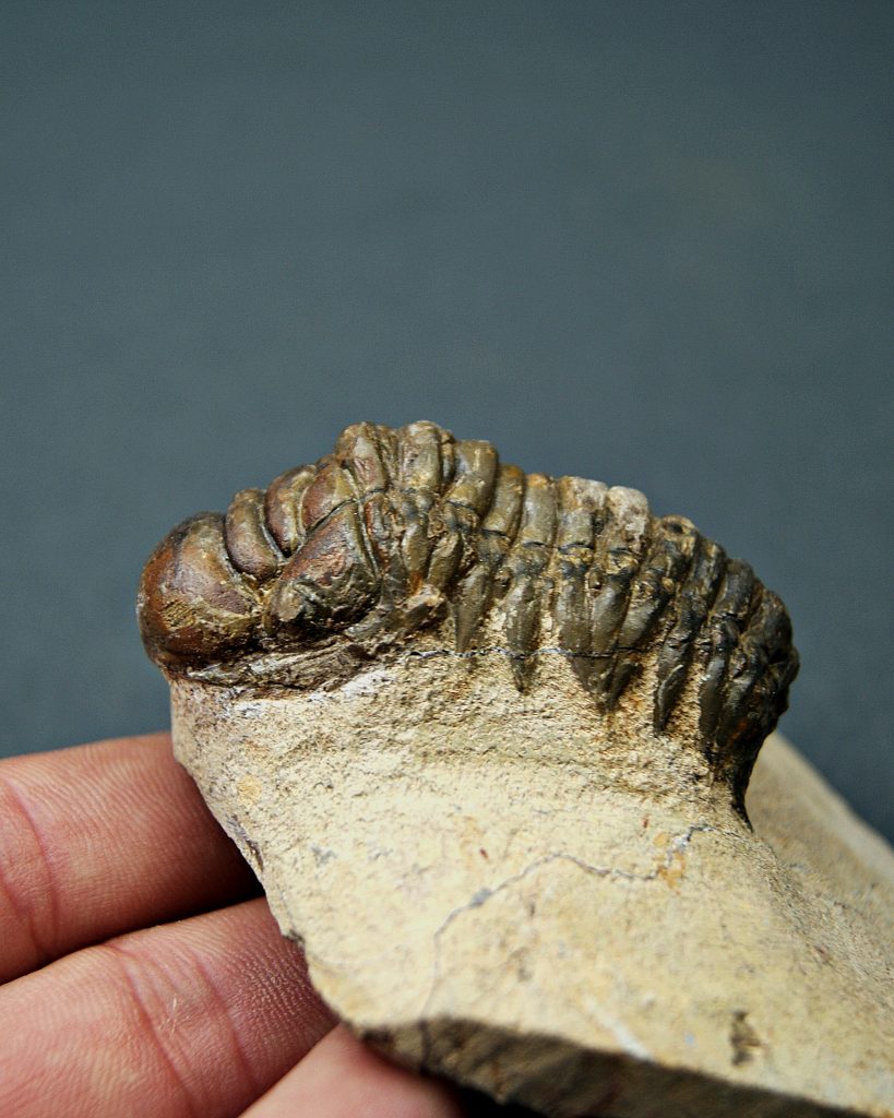 Crotalocephalus gibbus