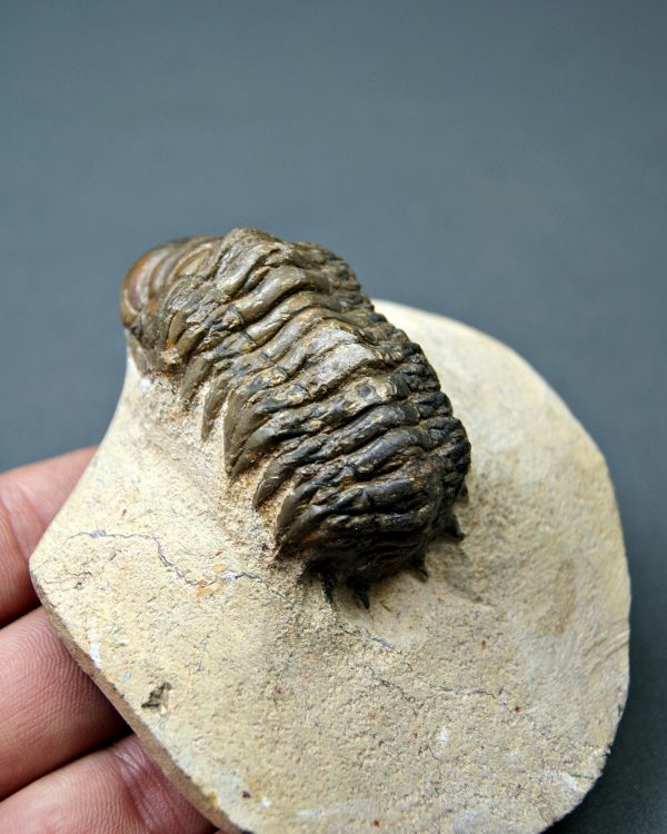 SONY DSC Crotalocephalus gibbus